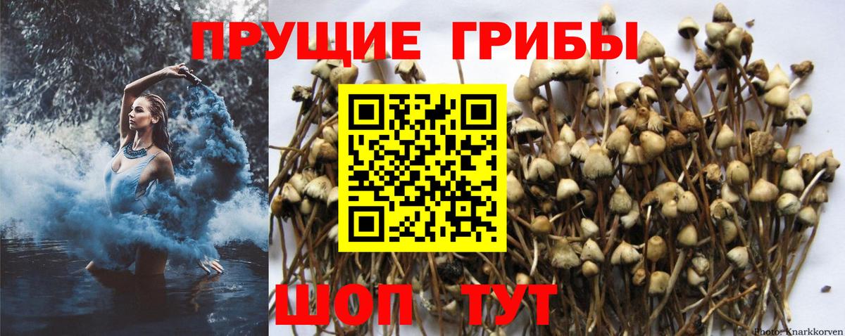 Великий Устюг  Галлюциногенные грибы Magic Shrooms  закладка  Вход с VPN 